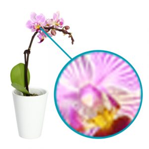 Low quality picture of an orchid